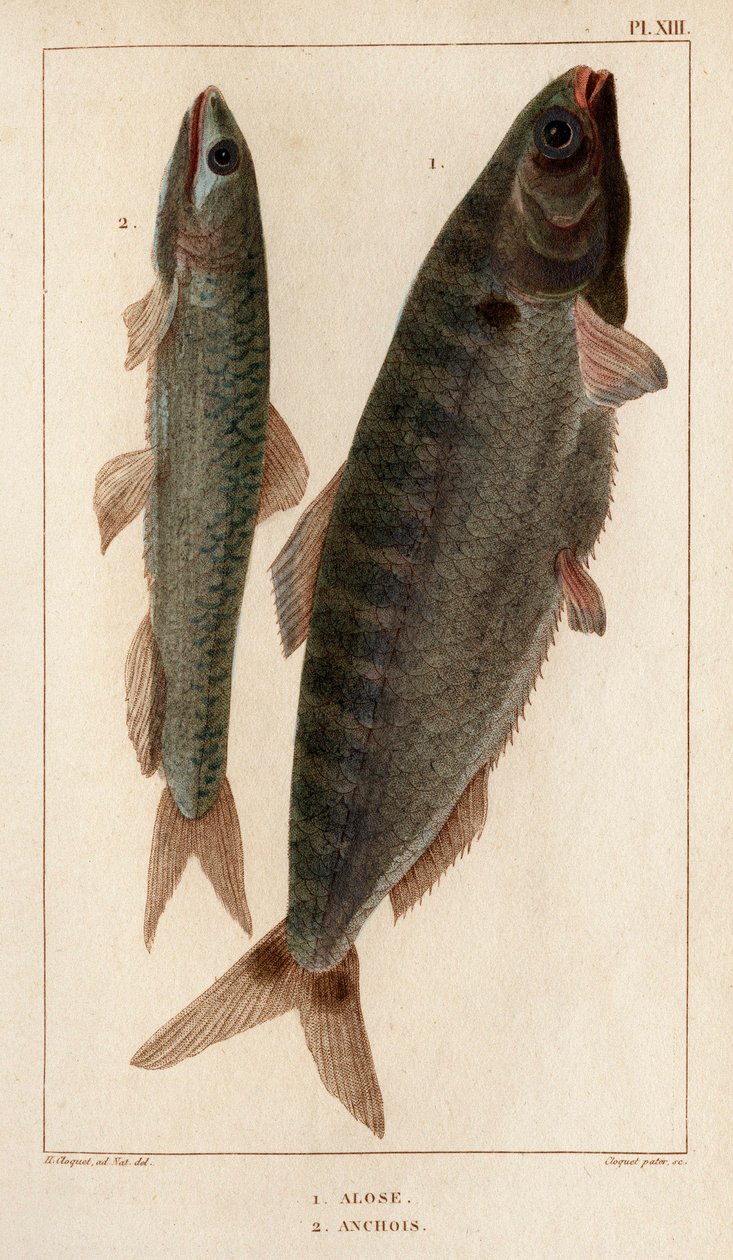 Shad e Anchovies". Fauna des Mdecins ou histoire des animaux et de leurs produits par Hippolyte Cloquet" - Volume 6 - 1825. de Hippolyte Cloquet