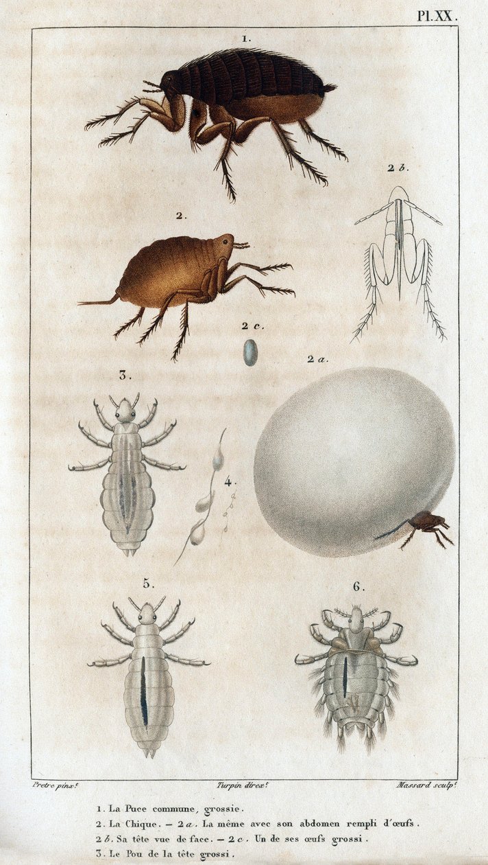 O Chique Comum, o Pou.” Fauna des Médecins ou história dos animais e seus produtos por Hippolyte Cloquet” - Volume 6 - 1825. de Hippolyte Cloquet