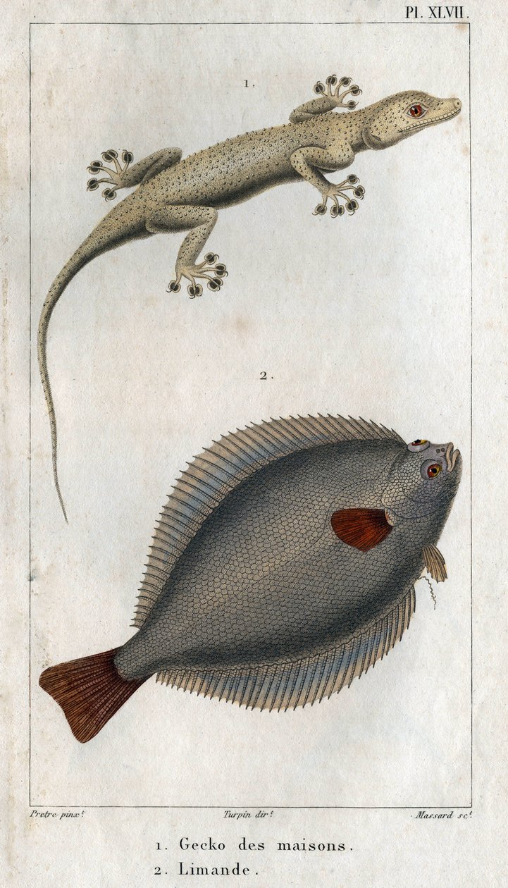 O Gecko das Casas e Limand. Placa retirada de "Fauna da Física ou História dos Animais e seus Produtos" por Hippolyte Cloquet de Hippolyte Cloquet