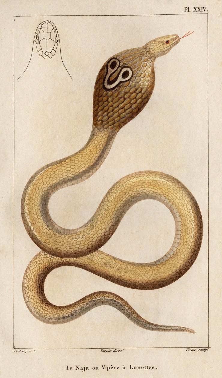 O Naja ou víbora tem óculos. Fauna des Mdecins ou histoire des animaux et de leurs produits par Hippolyte Cloquet" - Volume 6 - 1825. de Hippolyte Cloquet