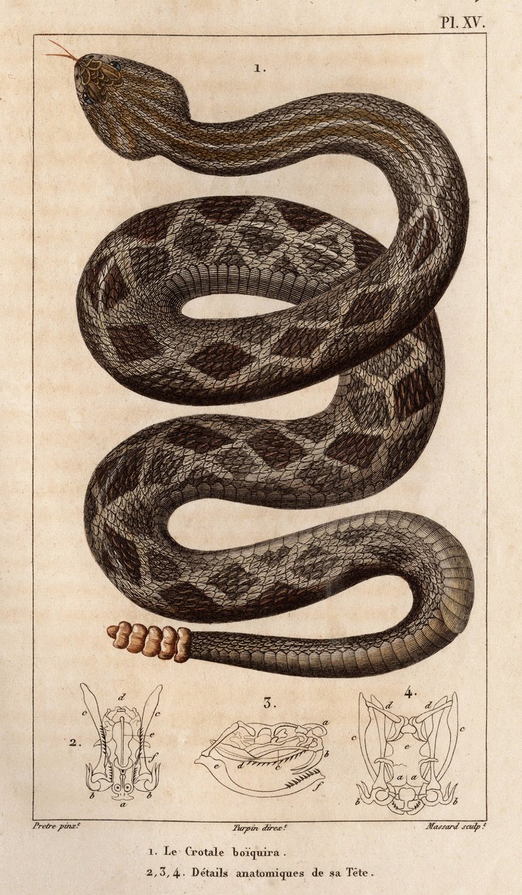 A Cascavel vai beber, detalhes anatômicos de sua cabeça.”” Fauna dos médicos ou história dos animais e seus produtos por Hippolyte Cloquet”” - de Hippolyte Cloquet