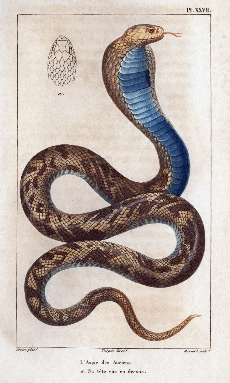 O áspico dos mais velhos, a sua cabeça vista acima. Fauna des Mdecins ou histoire des animaux et de leurs produits par Hippolyte Cloquet" - Volume 6 - 1825. de Hippolyte Cloquet