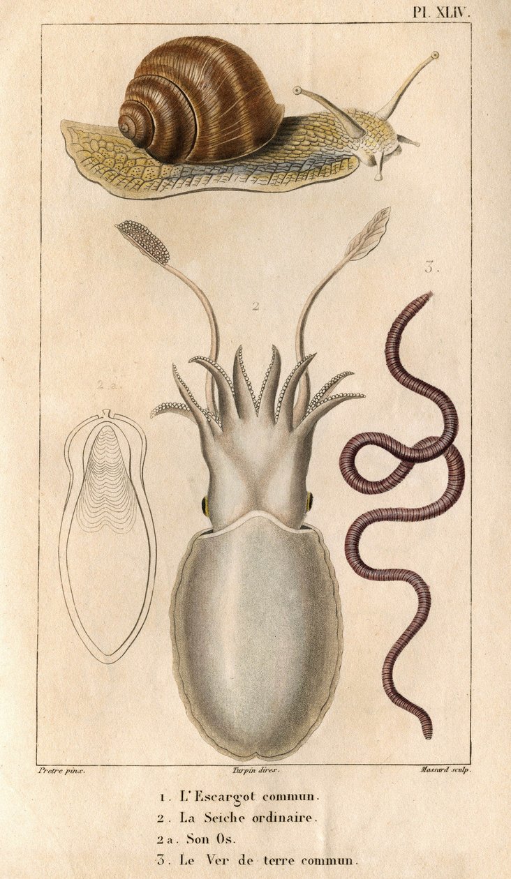 O caracol comum, o choco comum, seu osso, a minhoca comum.in “” Fauna das Docas ou história dos animais e seus produtos por Hippolyte Cloquet””” - Volume 6 - 1825. de Hippolyte Cloquet