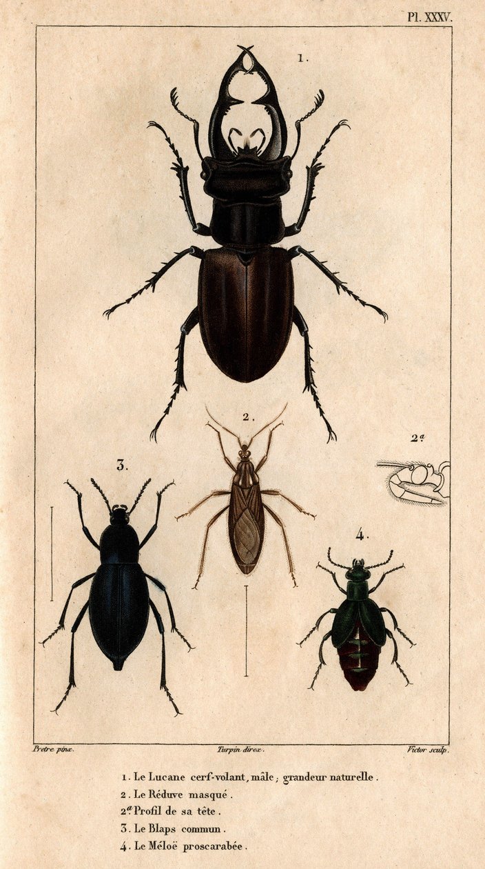 A clarabóia de pipa macho, tamanho natural, a máscara Reduve, os blaps comuns, o proscarabee Meloe em “” Fauna dos médicos ou história dos animais e seus produtos por Hippolyte Cloquet”” - Volume 6 - 1825. de Hippolyte Cloquet