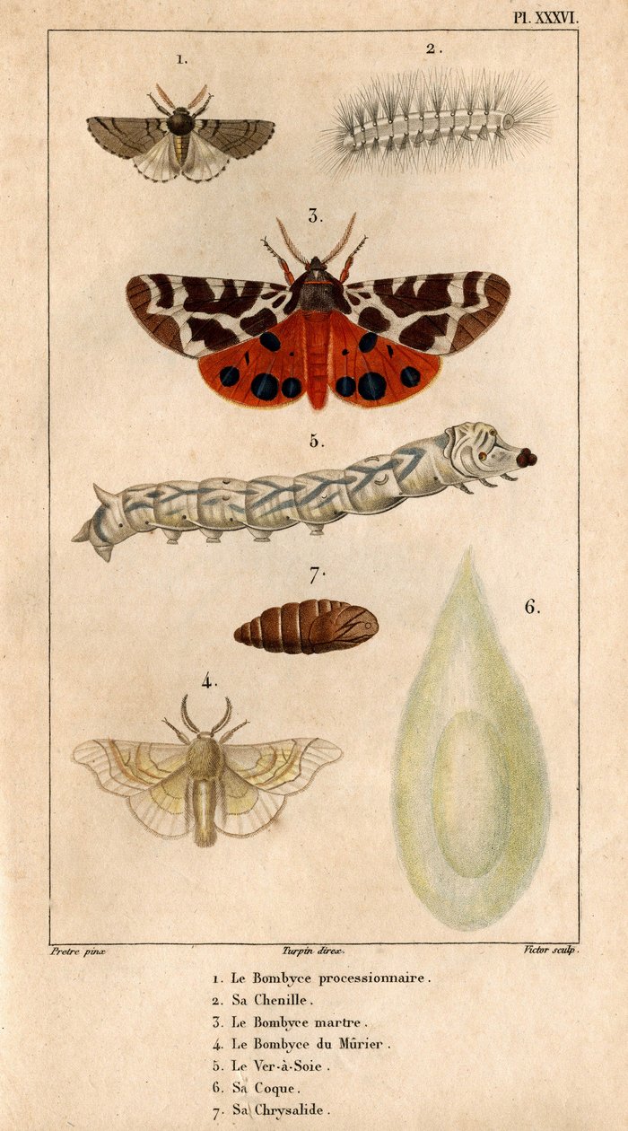 O Bombyce processional, a sua lagarta, o Bombyce Marten, o Bombyce Murier, o Verme da Seda, o seu casco, o seu crisálida.in "Fauna dos Médicos ou história dos animais e seus produtos por Hippolyte Cloquet" - de Hippolyte Cloquet