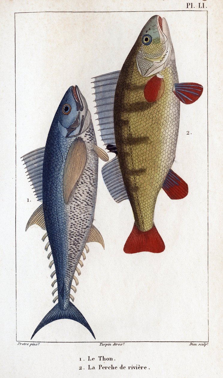 Atum e Perca do Rio". Fauna dos médicos ou história dos animais e seus produtos por Hippolyte Cloquet" - de Hippolyte Cloquet