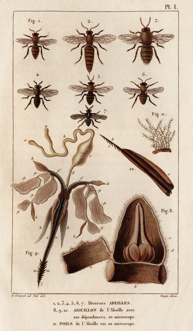 Várias abelhas.” “Fauna des Mdecins ou história dos animais e seus produtos por Hippolyte Cloquet” - Volume 6 - 1825. de Hippolyte Cloquet