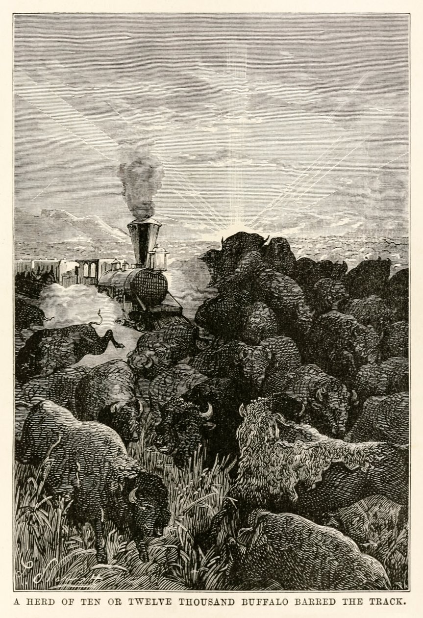 Uma manada de dez ou doze mil búfalos barrou a pista, de Volta ao Mundo em Oitenta Dias, de Jules Verne (1828-1905), gravada por Louis Prevost, 1873 de Hippolyte Leon Benett
