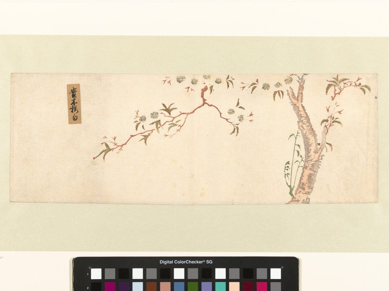 Cerejeira em flor de Hiroshige (I) , Utagawa (attributed to)
