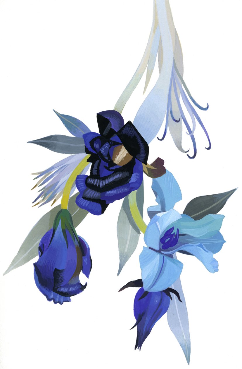 Flor desenhada com tom azul de Hiroyuki Izutsu