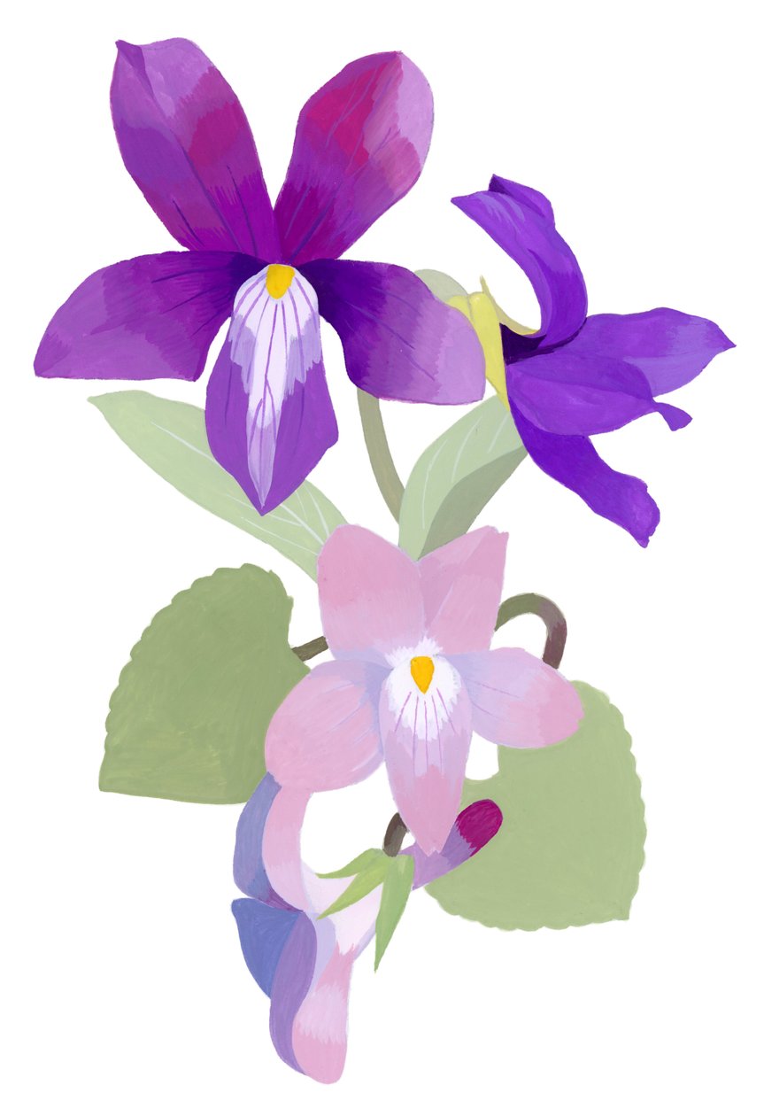 Viola mandshurica de Hiroyuki Izutsu