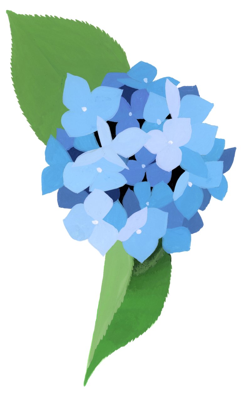 hortênsia de Hiroyuki Izutsu