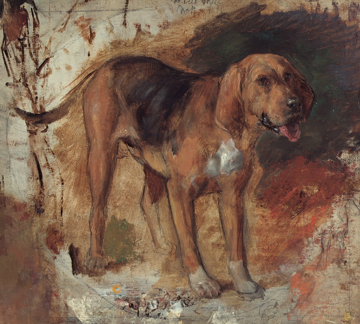 Estudo de um sabujo de William Holman Hunt