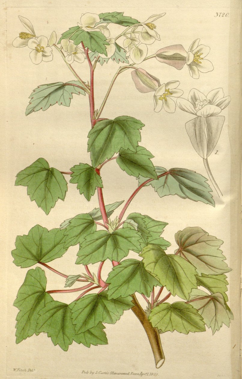 Begonia dregei como Begonia parvifolia Graham de Hooker