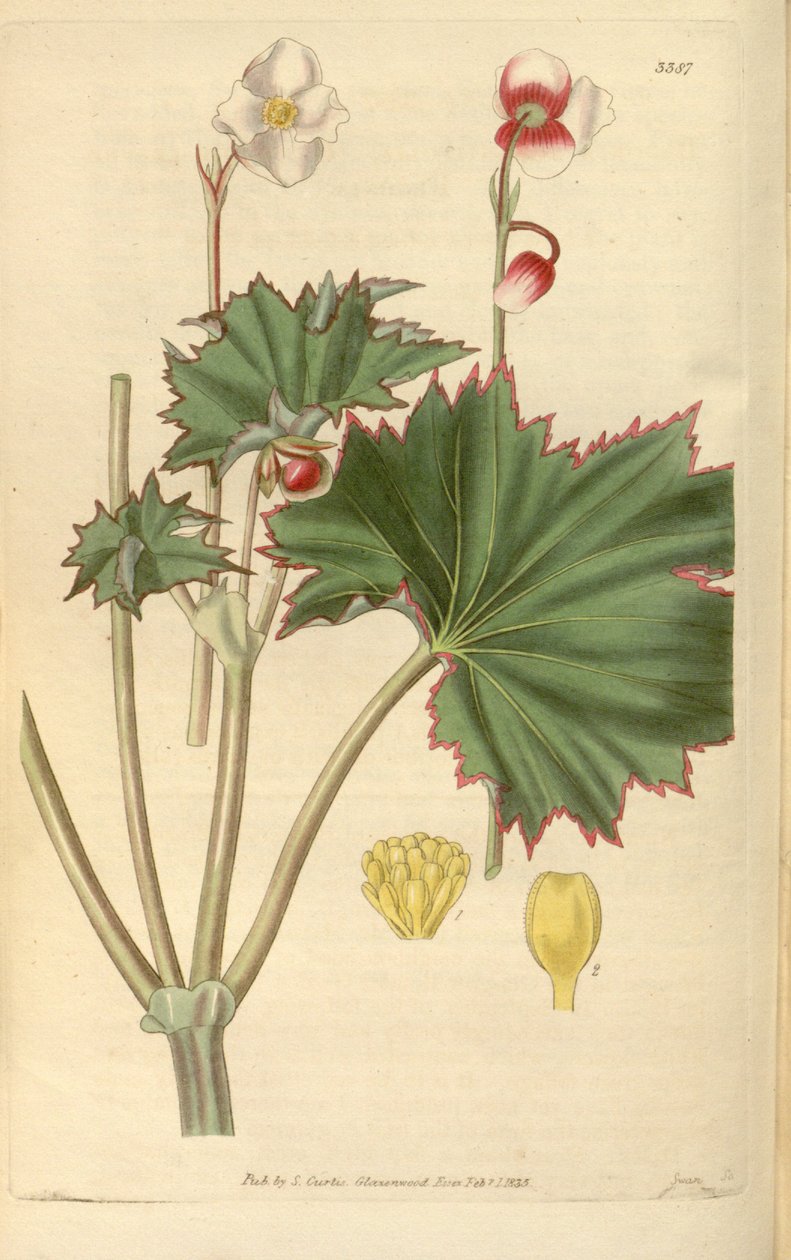 Begônia geraniifolia de Hooker