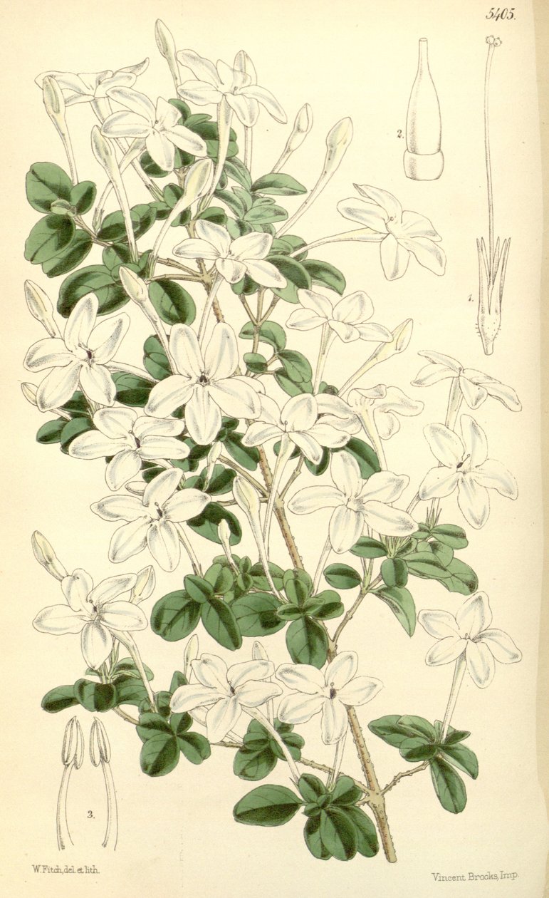 Pseuderanthemum tuberculatum de Hooker f.
