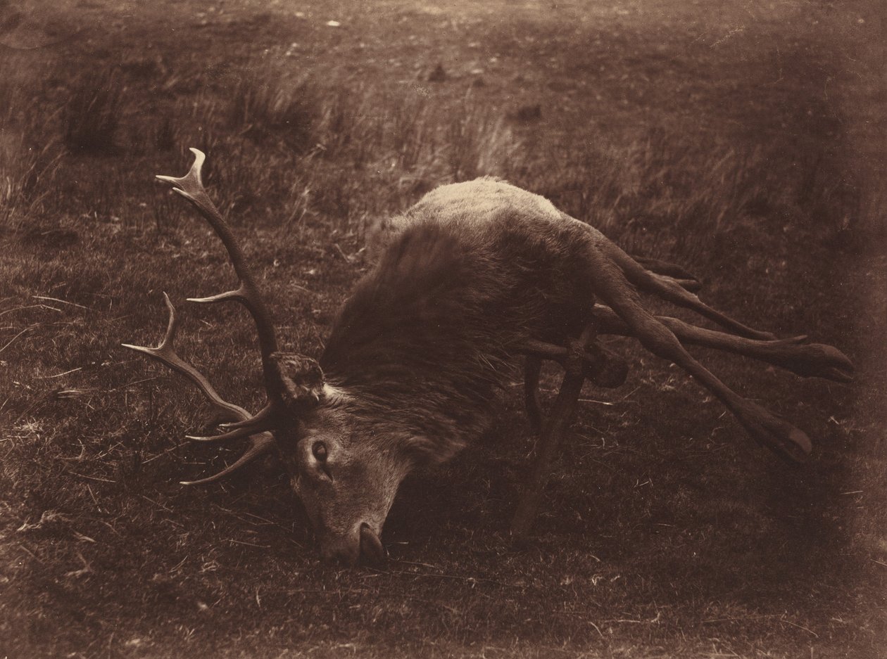 Veado morto, 1857 (foto) de Horatio Ross