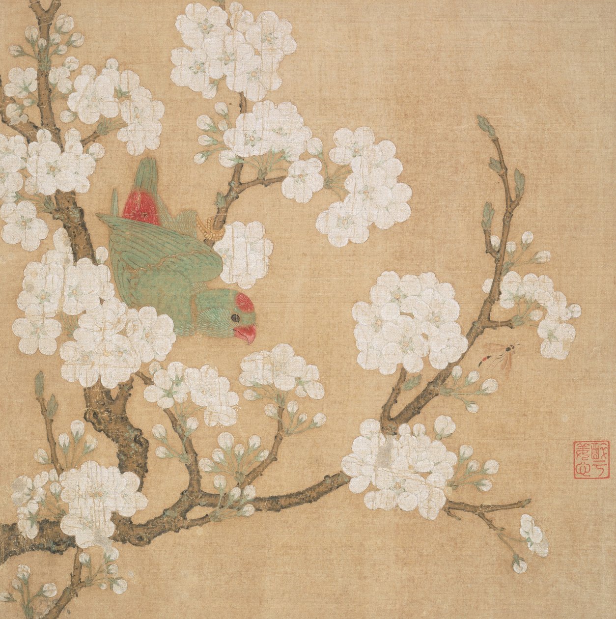 Papagaio e inseto entre flores de pêra de Huang Jucai