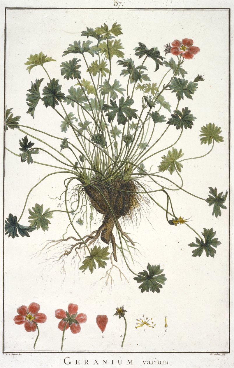 Geranium diferente Geraniologia, ou horas, PELARGONII, ícones história Monsoniae grielum para ilustrar, 1787-1788 de Hubert Robert