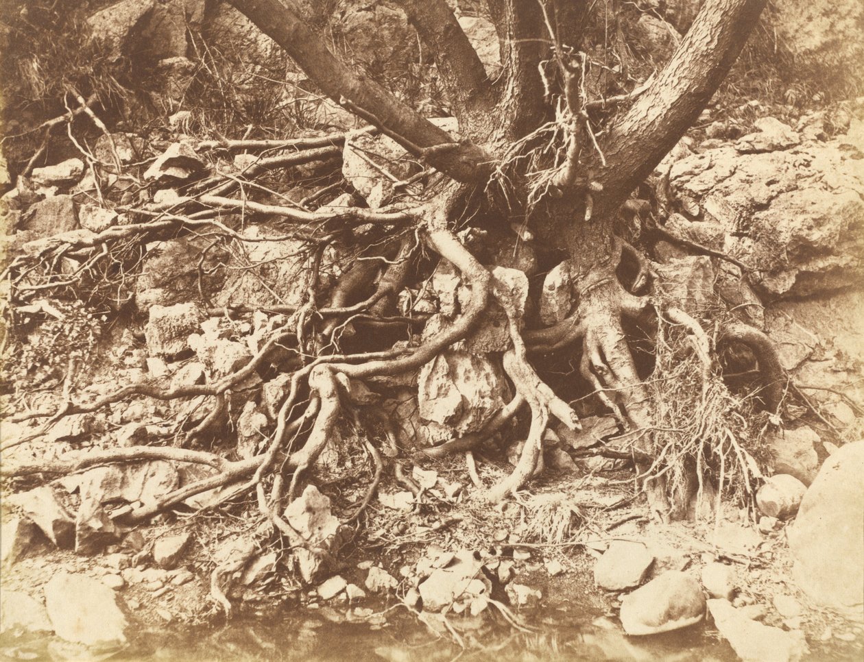 Árvore com Emaranhado de Raízes, 1853. de Hugh Owen