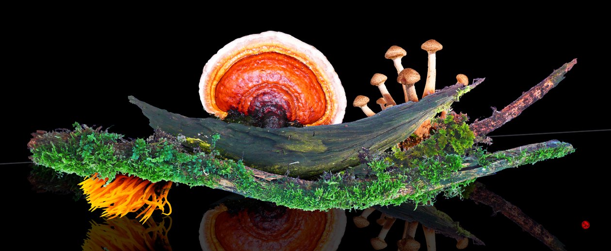 FOREST WORLD de Hugo Nefe
