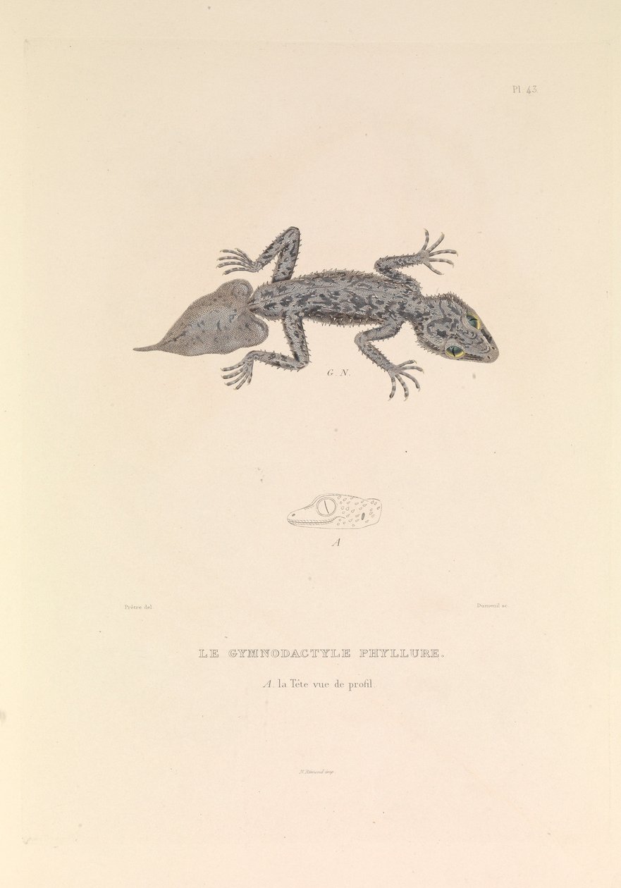 O Gymnodactyle Phyllure