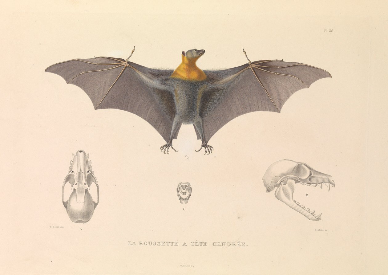 A Rousette Cabeça de Cão de Hyacinthe Yves Philippe (1781 1846) Potentien