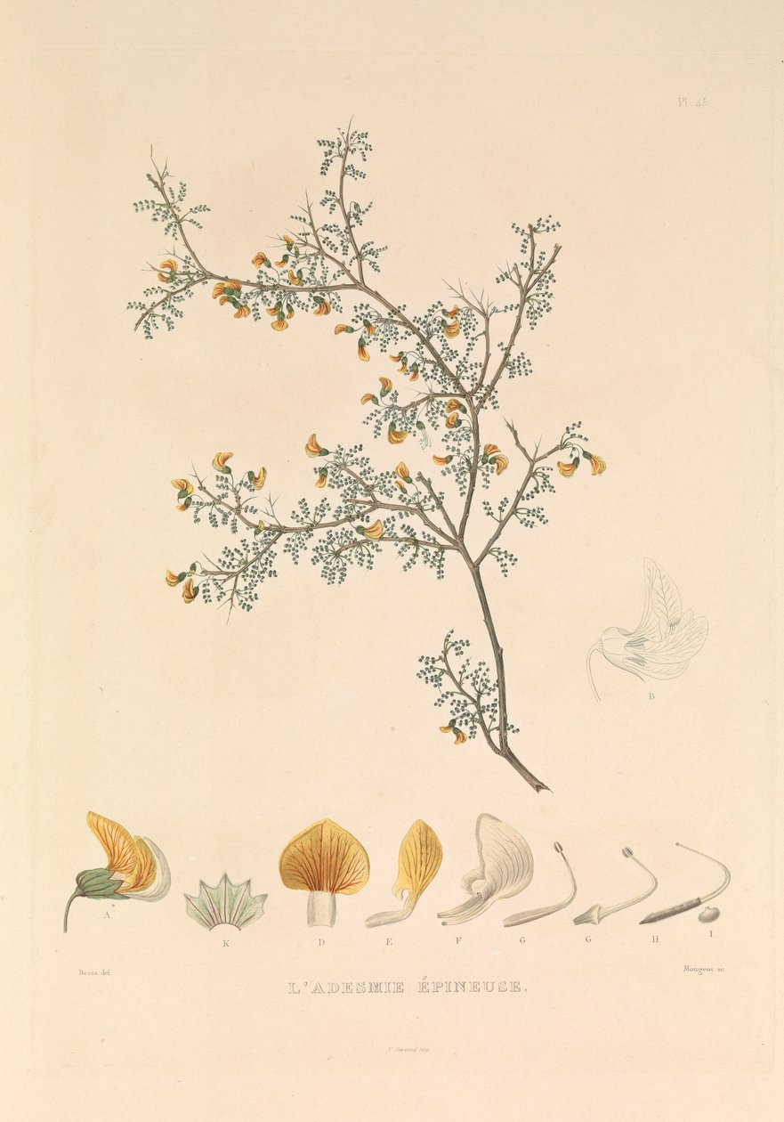 A Adesmia Épineuse" (Adesmia espinhosa) de Hyacinthe Yves Philippe (1781 1846) Potentien