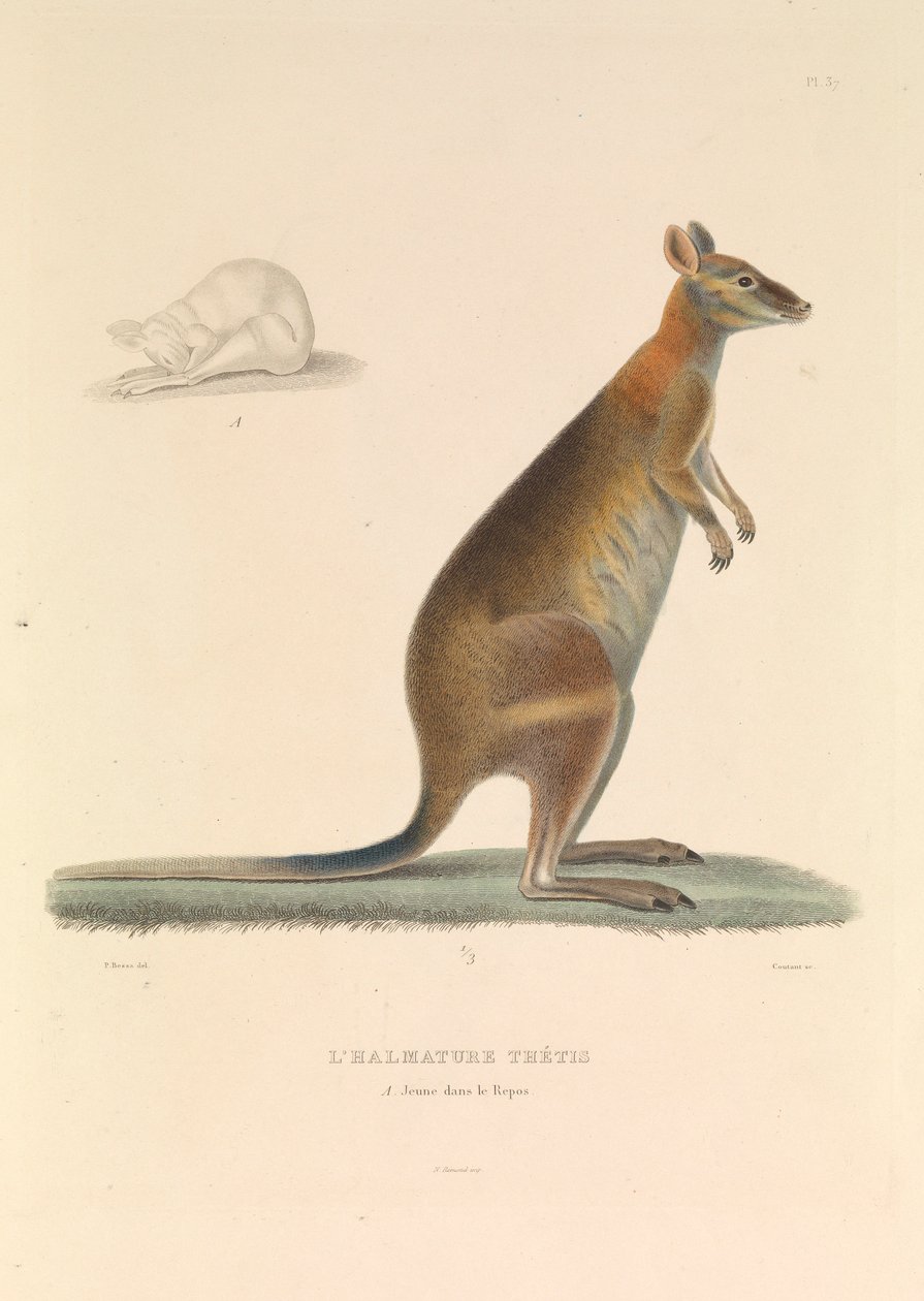 A Tétis Halmatura". de Hyacinthe Yves Philippe (1781 1846) Potentien