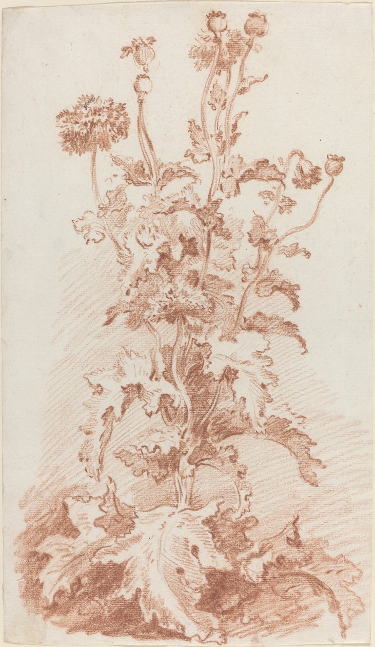 Papoilas com vagens de I Jean Baptiste Hüet