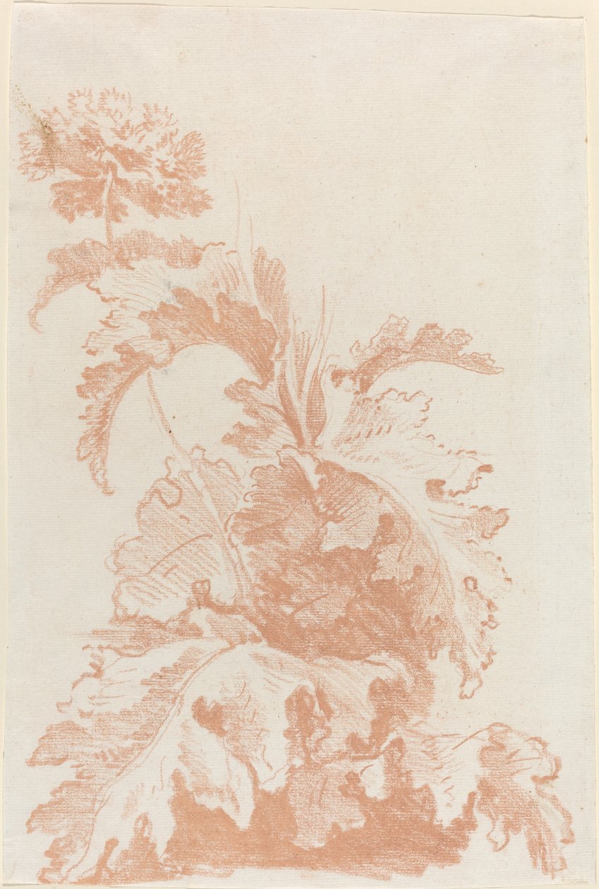papoula em flor de I Jean Baptiste Hüet