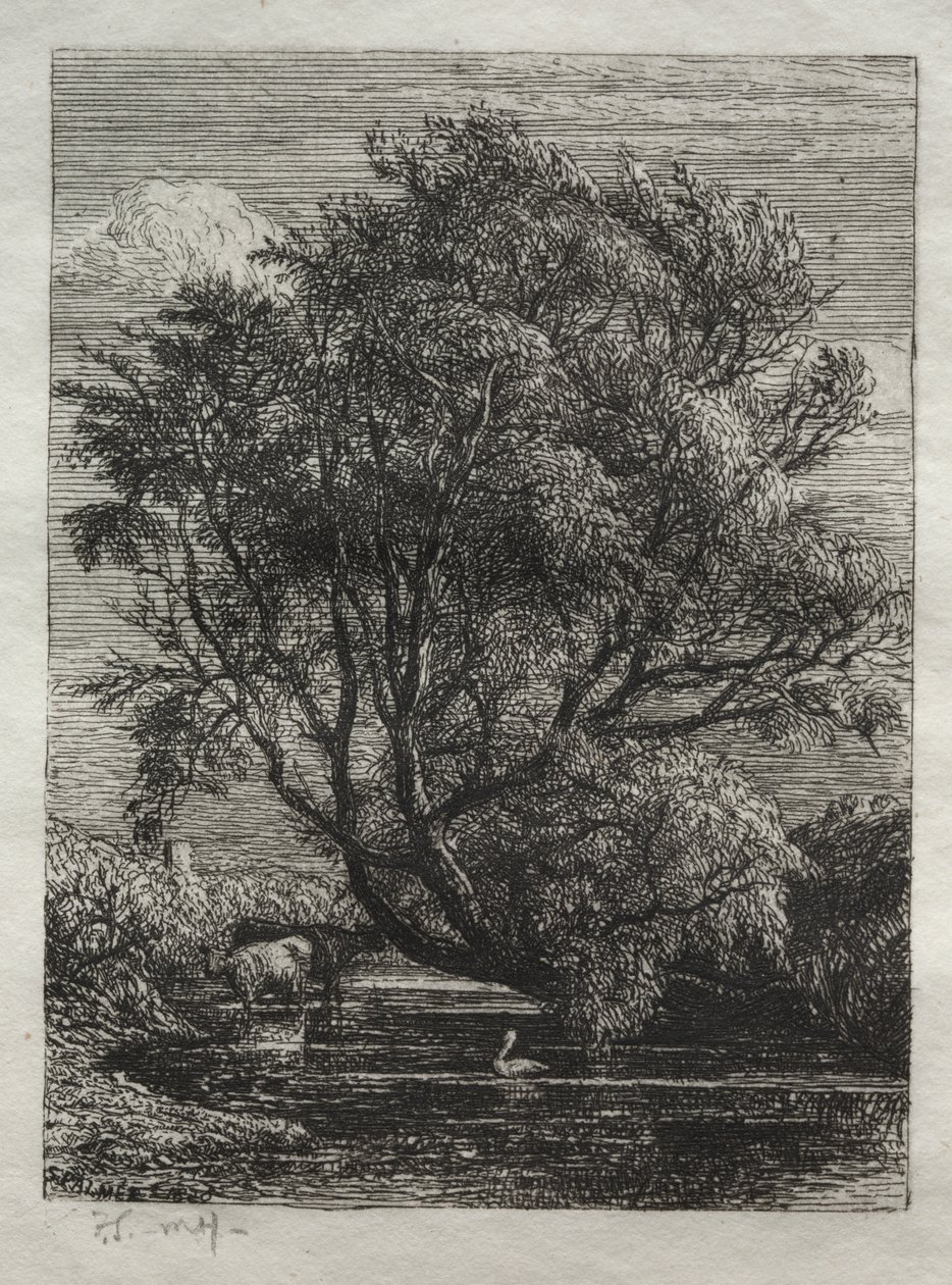O Salgueiro de Ignaz Gunther