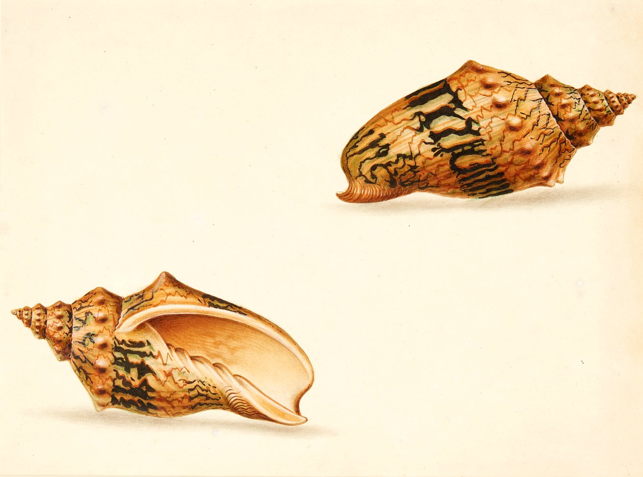 Estudo da Shell (mídia mista) de Ignaz Von (manner of) Born