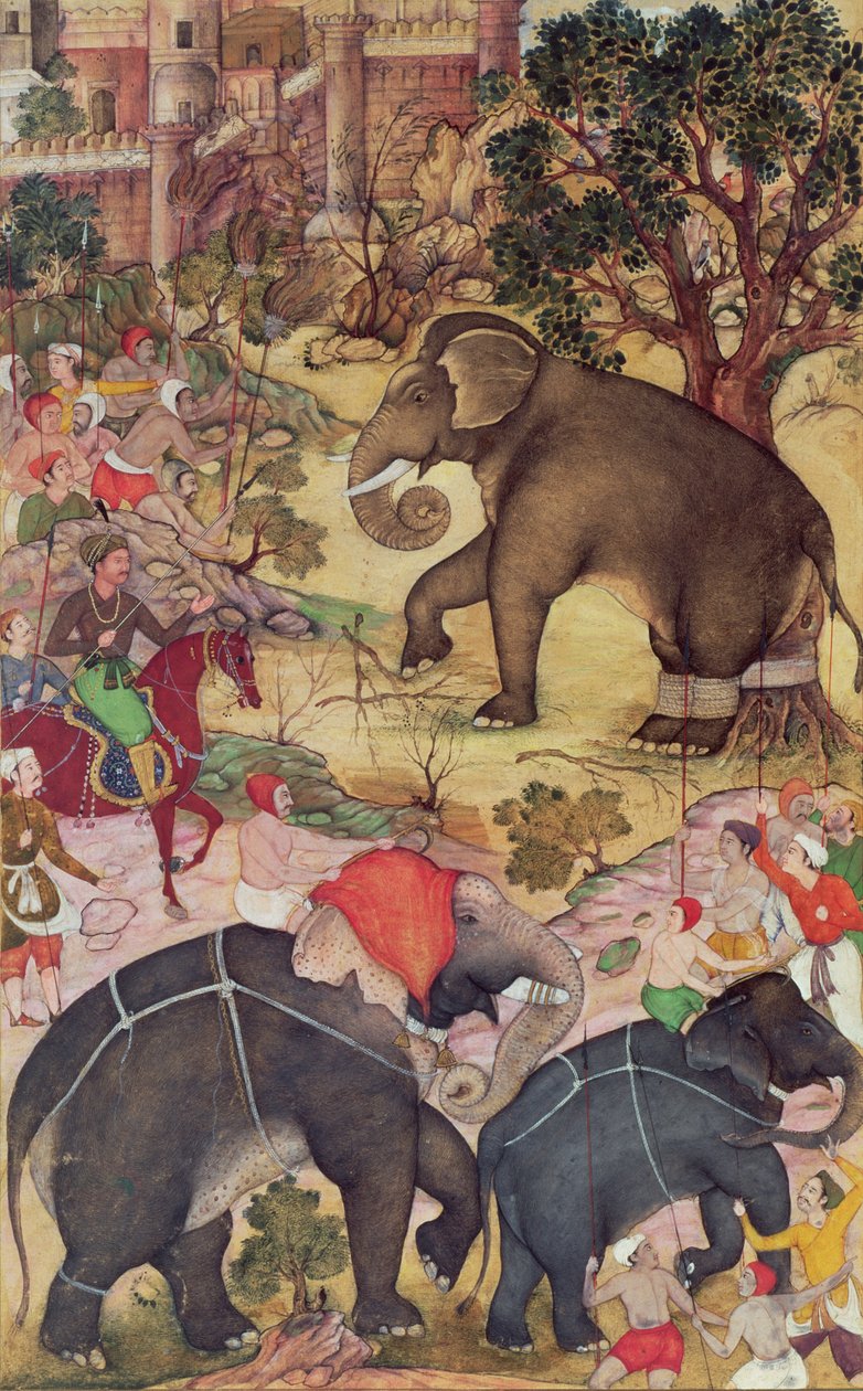 Akbar inspecionando o elefante selvagem capturado do rebanho perto de Malwa, do Akbarnama, Mughal, c.1590-95 (wc opaca e ouro sobre papel) de Indian School