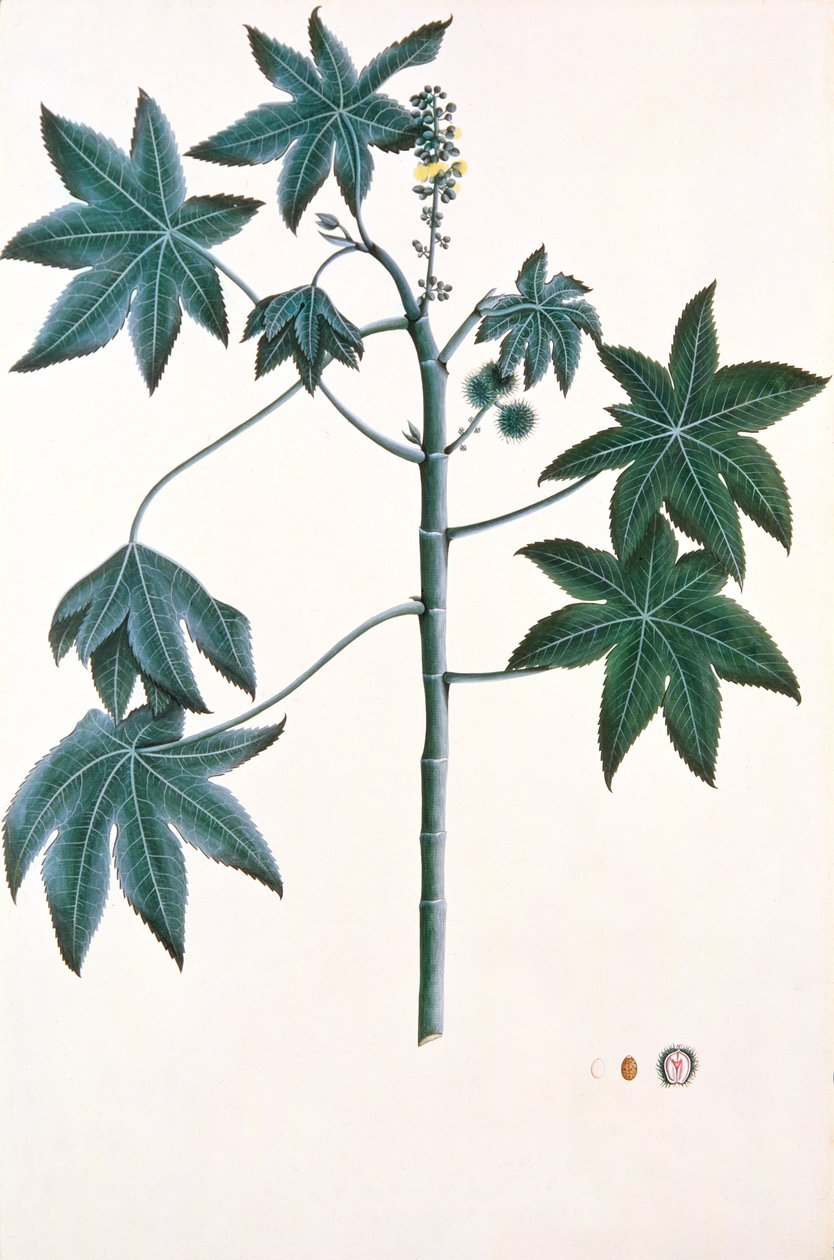 Mamona, c.1801-4 (guache e tinta sobre papel) de Indian School
