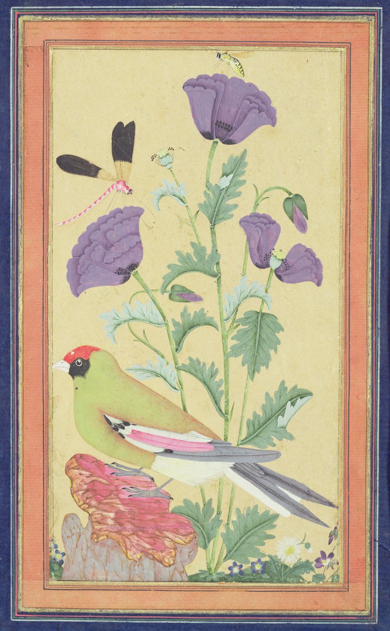 Finch, papoilas, libélula e abelha, c.1650-70 (wc e ouro no papel) de Indian School