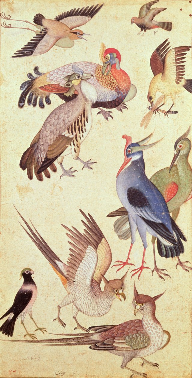 Dez pássaros de Indian School