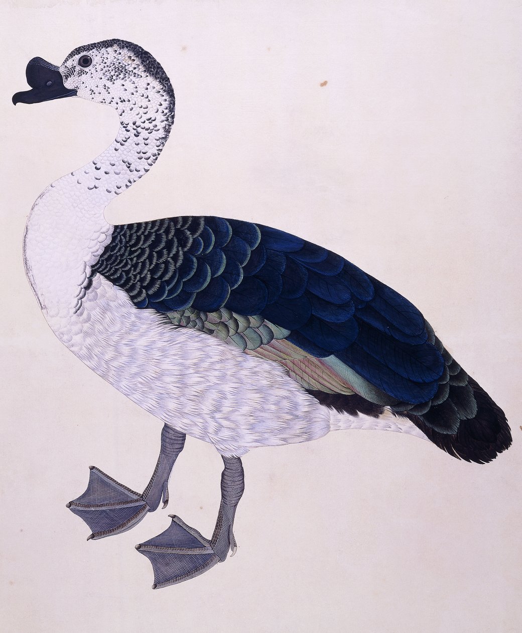 Um pato de pente, c.1800 de Indian School