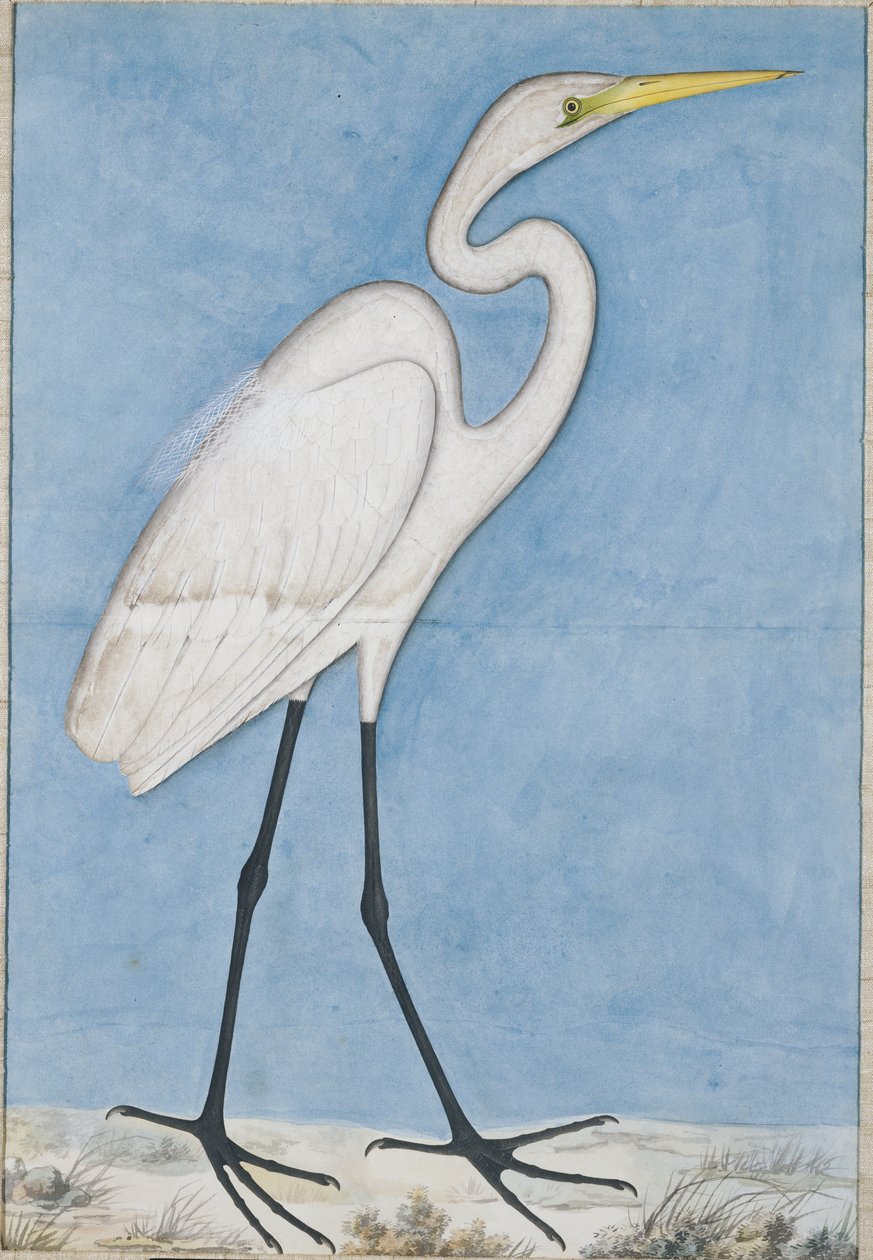 Garça-branca-grande, Lucknow, c.1790 de Indian School