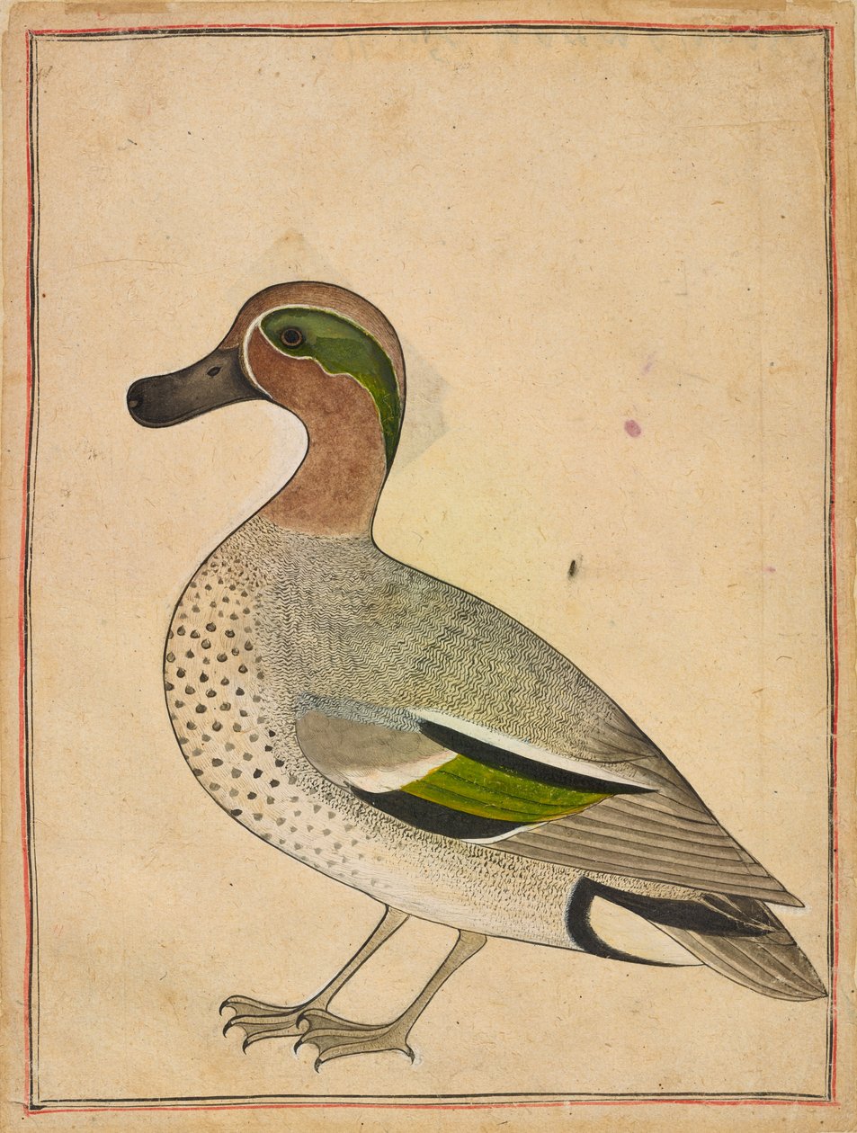 A Green-winged Teal, c.1730 de Indian School