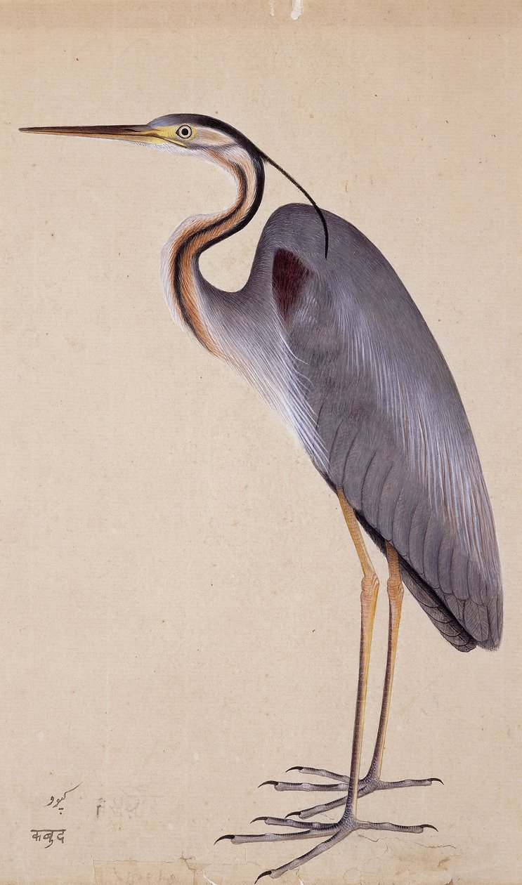 A Heron, c. 1820 de Indian School