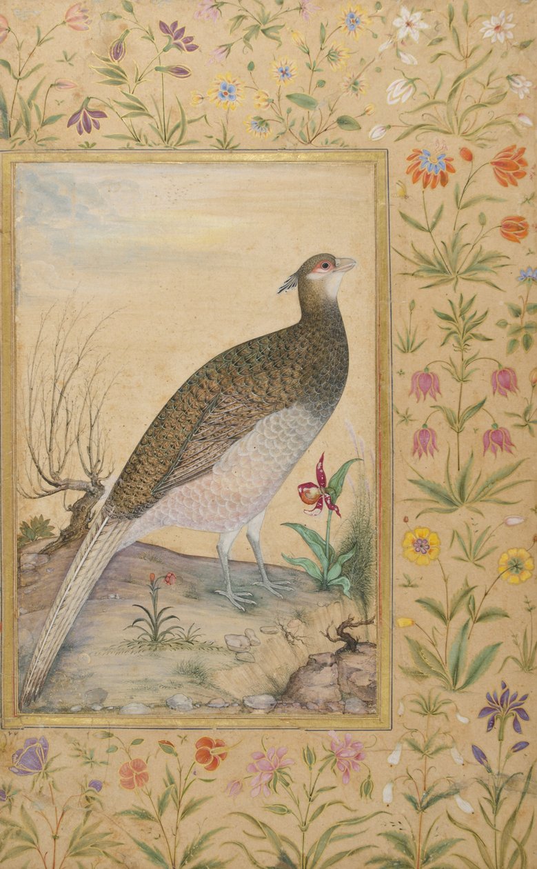 Um Faisão Elogio do Himalaia, c.1620, fronteira c.1635 (wc opaca e ouro sobre papel) de Indian School