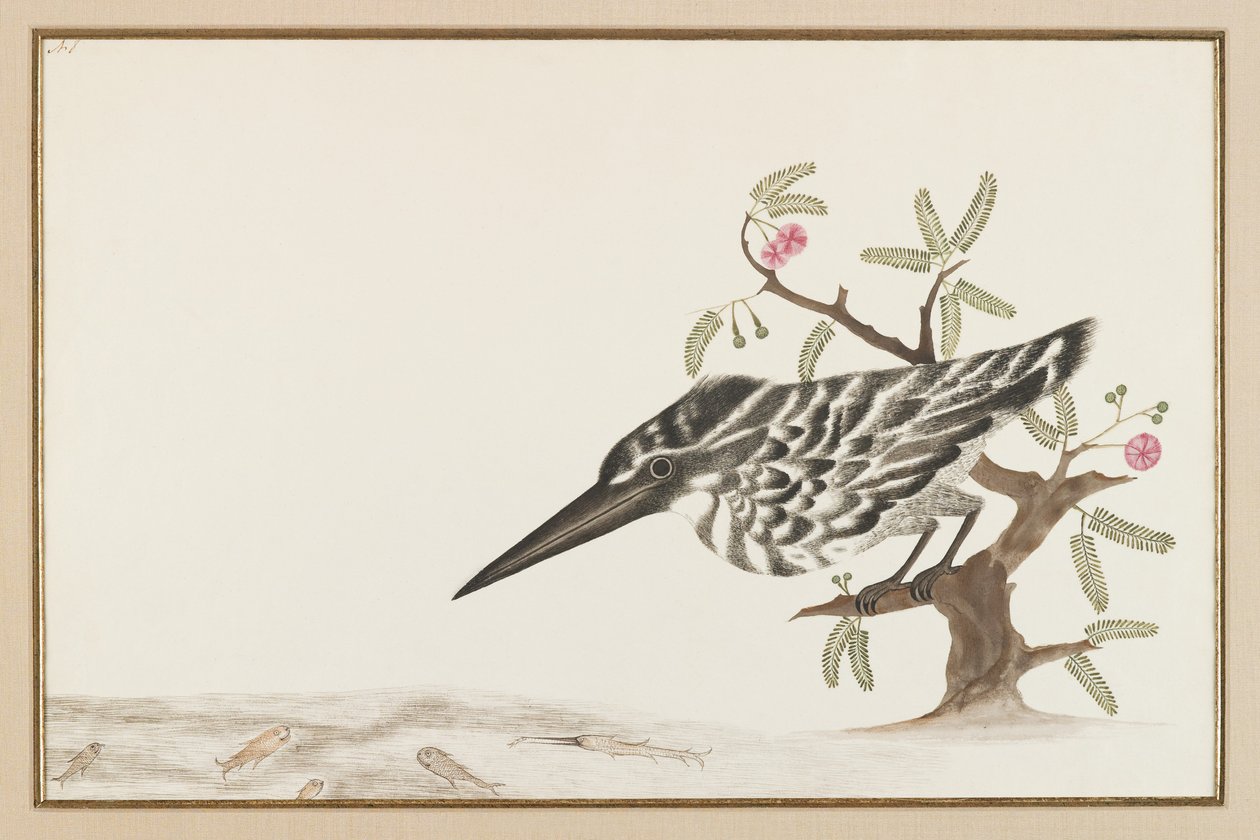 A Kingfisher assistindo (tinta no papel) de Indian School