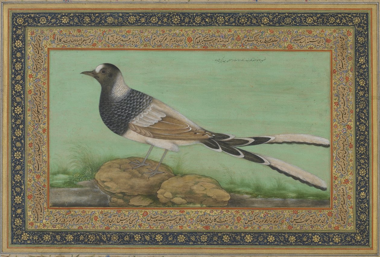 Um Forktail Pintado (aquarela opaca e ouro sobre papel) de Indian School