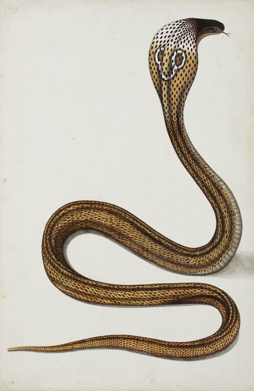 Uma cobra (Maja tripudians) com capuz espalhado, 1785-89 (wc opaco no papel) de Indian School