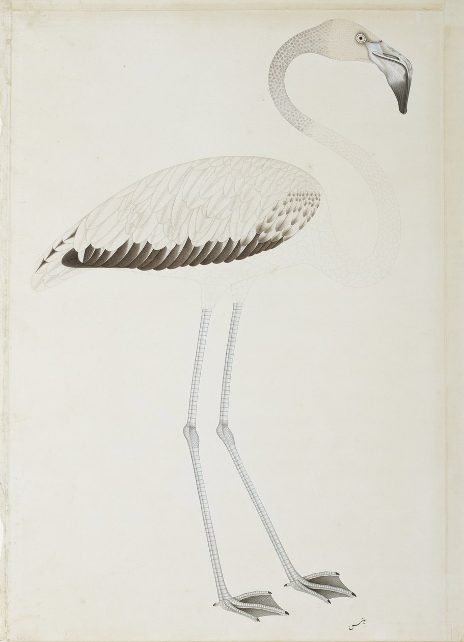 Um flamingo, c.1780 (wc opaca no papel) de Indian School