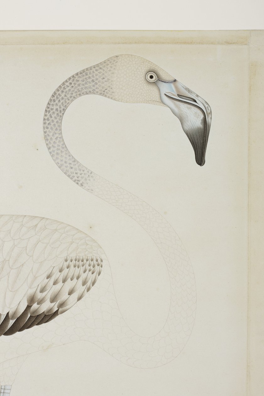 Um flamingo, detalhe, c.1780 (wc opaca no papel) de Indian School