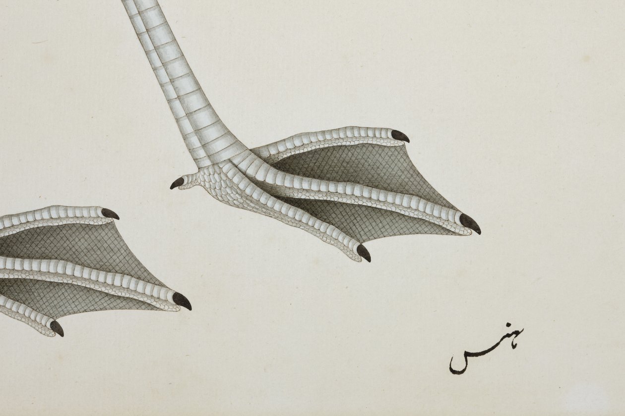 Um flamingo, detalhe, c.1780 (wc opaca no papel) de Indian School
