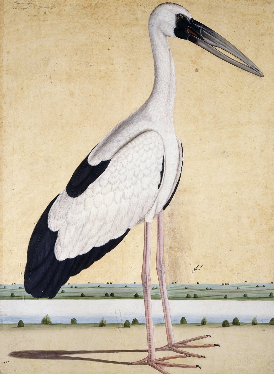 Uma cegonha de bico aberto, c. 1780 de Indian School