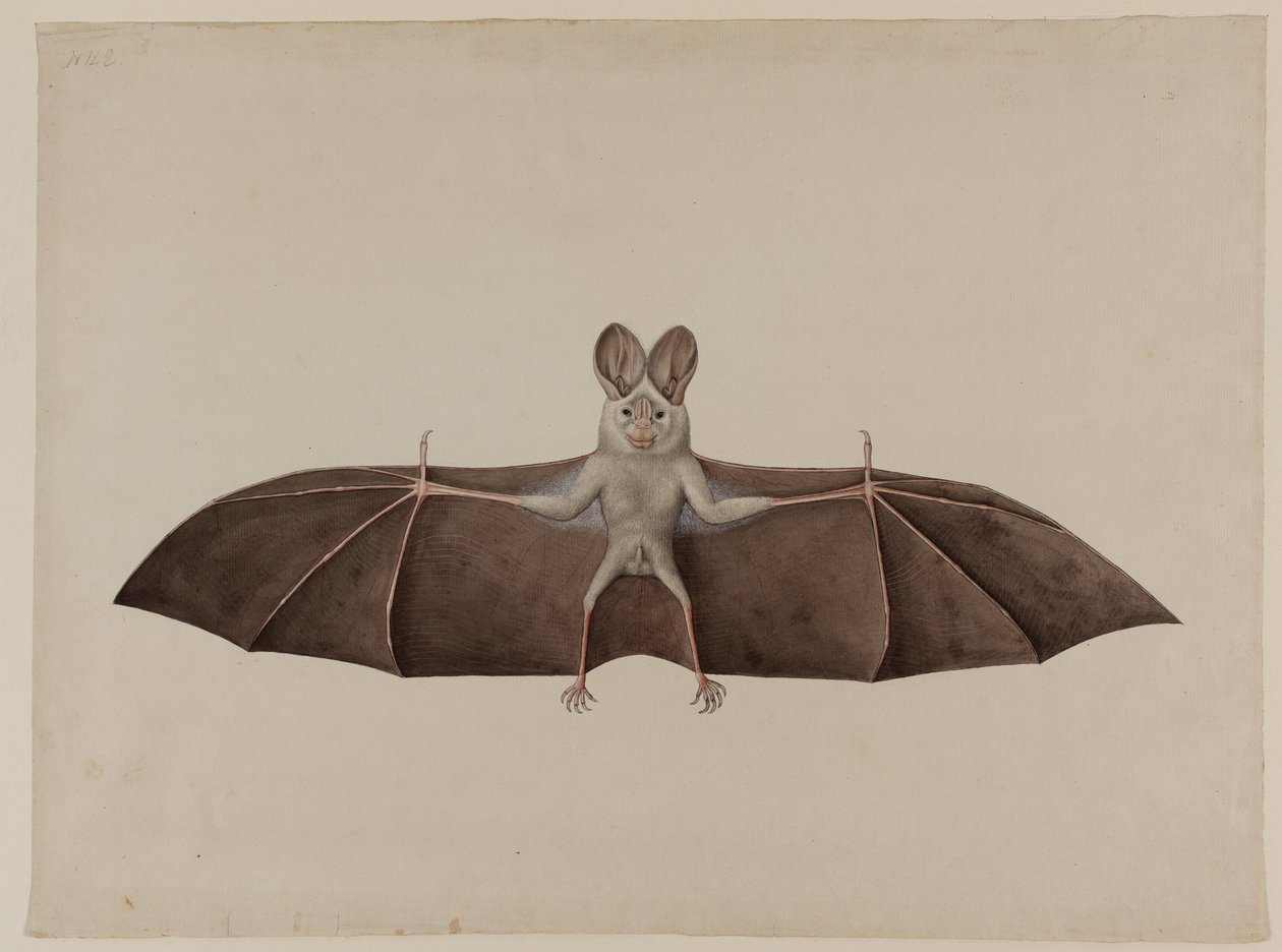 Morcego Vampiro Falso Asiático, c.1790 de Indian School